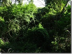 DSC03847